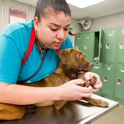 Image: Free Animal Vaccine Clinic This Saturday