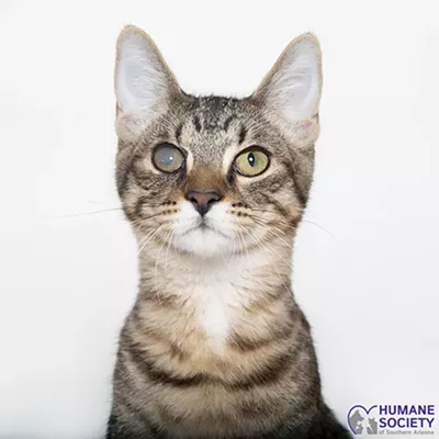 Image: Adoptable Pet: Kaito Needs a Home