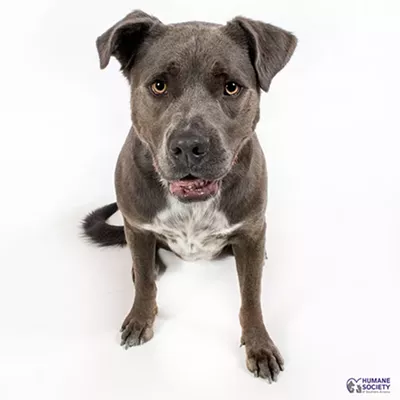 Image: Adoptable Pets: Monty Needs a Home