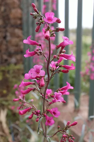 Image: Mother's Day Wildflower Sale