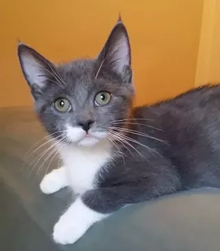 Image: Celebrating 9 Years of Saving 9-Lives