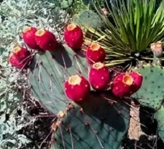 Image: Prickly Pear Harvest at the Arizona Sonora Desert Museum