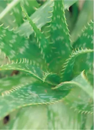 Image: Succulents as Living Art with Pima County Master Gardener