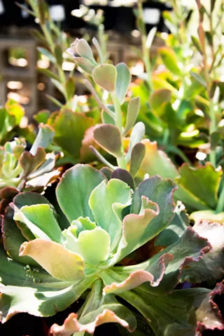 Image: Fall Plant Sale