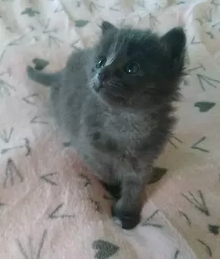 Image: Fall Wines for Felines