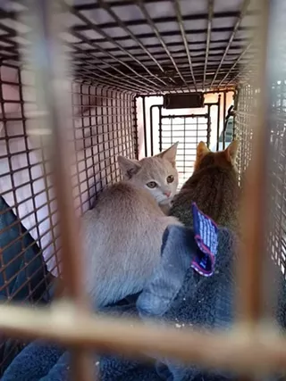 Image: Got Feral Cats? Free TNR Workshop
