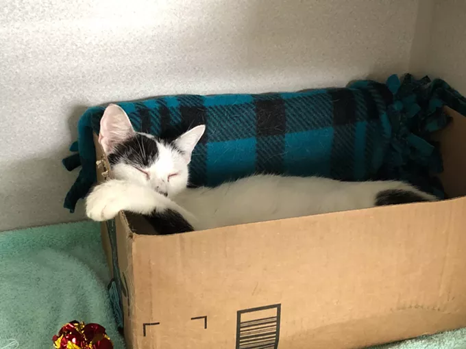 Image: Pima Animal Care Center Needs Foster Homes for Dogs and Cats