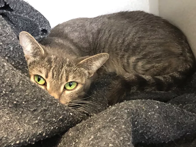 Image: Pima Animal Care Center Needs Foster Homes for Dogs and Cats