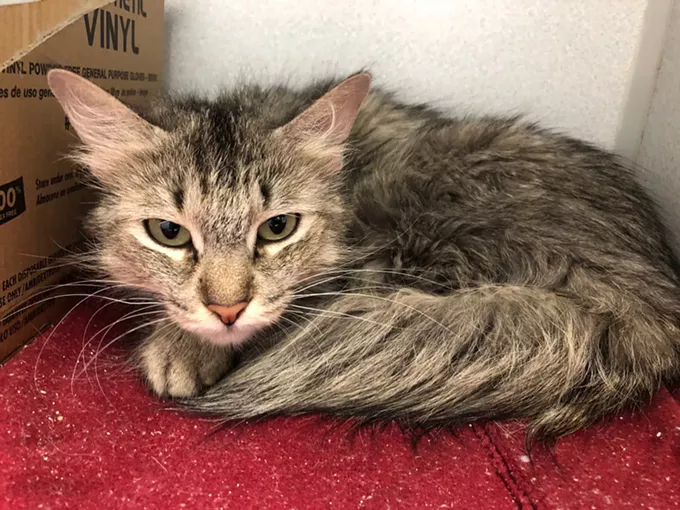 Image: Pima Animal Care Center Needs Foster Homes for Dogs and Cats