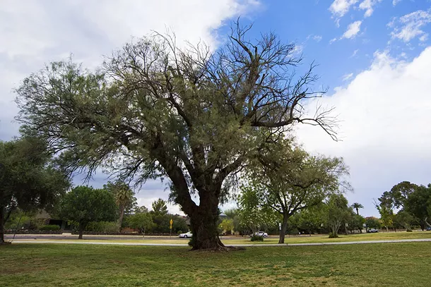 Image: A Blog Post That Jumped Out Of A Tree