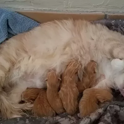 Image: Pima Animal Care Center Needs Foster Homes for Dogs and Cats