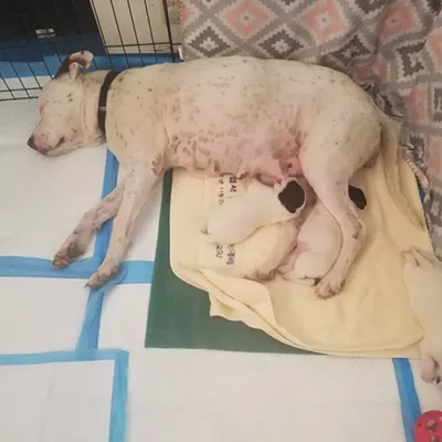 Image: Pima Animal Care Center Needs Foster Homes for Dogs and Cats