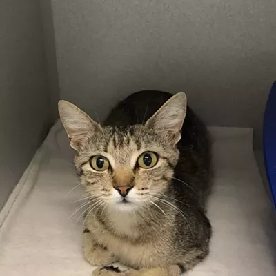 Image: Pima Animal Care Center Needs Foster Homes for Dogs and Cats