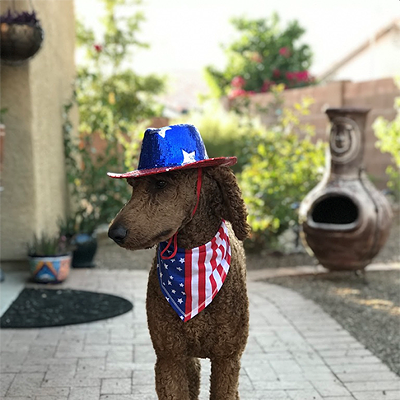 Image: Best Dressed Pets 2019