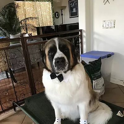 Image: Best Dressed Pets 2019