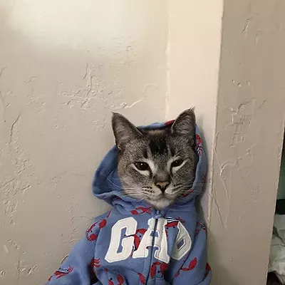 Image: Best Dressed Pets 2019