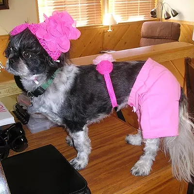 Image: Best Dressed Pets 2019