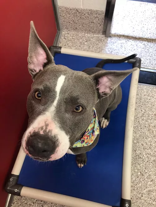 Image: Pima Animal Care Center Needs Foster Homes for Dogs and Cats