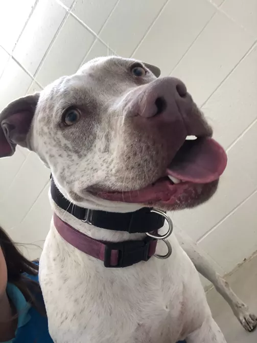 Image: Pima Animal Care Center Needs Foster Homes for Dogs and Cats