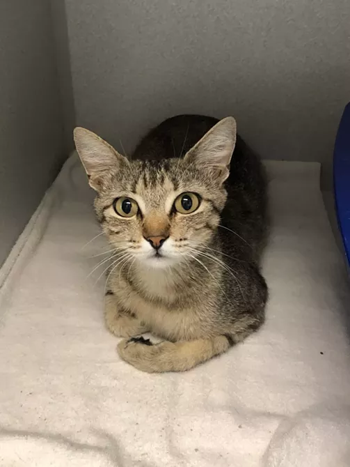 Image: Pima Animal Care Center Needs Foster Homes for Dogs and Cats