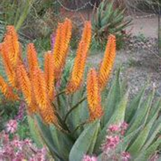 Image: Wild About Wildflowers!