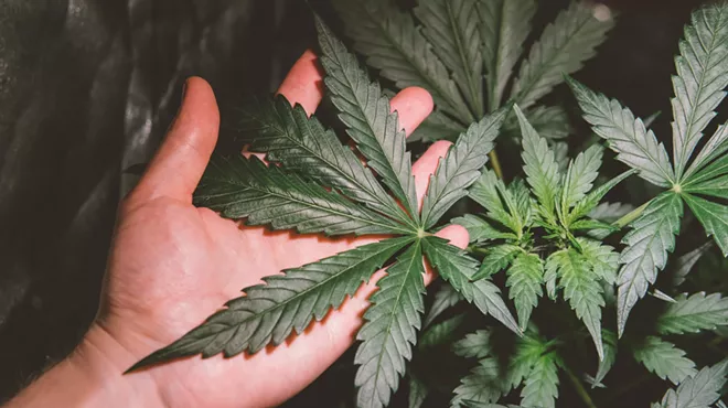 Image: A bite-sized THC edible directory