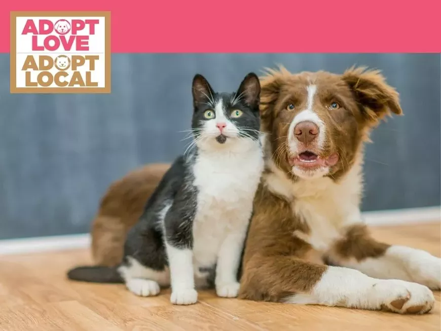 adopt_love_fb_event_fy22_twitter_post_960_720_px_.webp