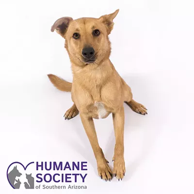 Image: Adoptable Pet: Jake Needs a Home