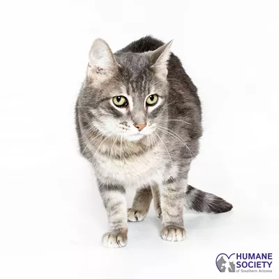Image: Adoptable Pet: Lazarus