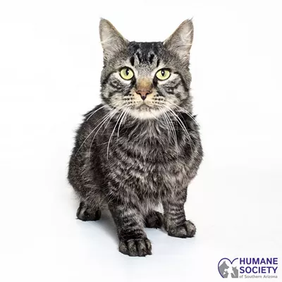 Image: Adoptable Pet: Paulie Needs a Home