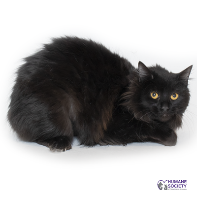 Image: Adoptable Pets: Belinda Needs a Home