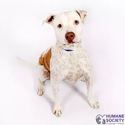 Image: Adoptable Pets: Chloe Needs a Home