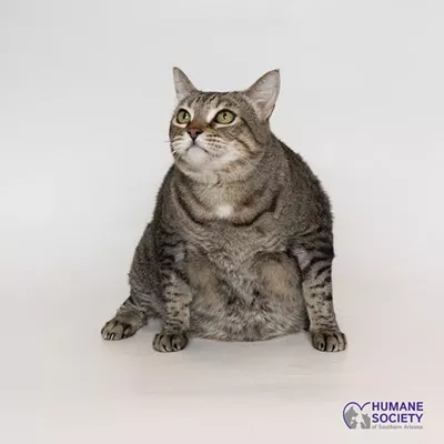 Image: Adoptable Pets: Cleopatra Needs a Home