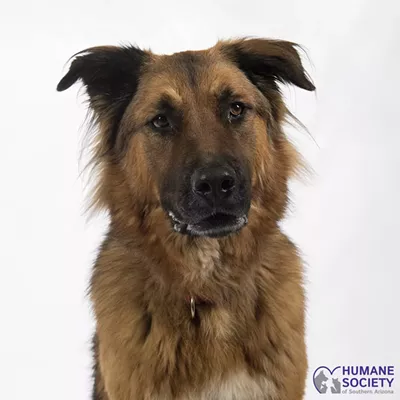 Image: Adoptable Pets: Max Needs a Home
