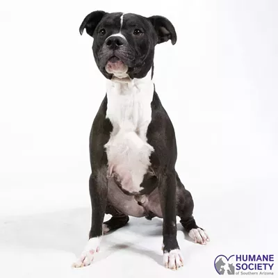 Image: Adoptable Pets: Oscar Needs a Home