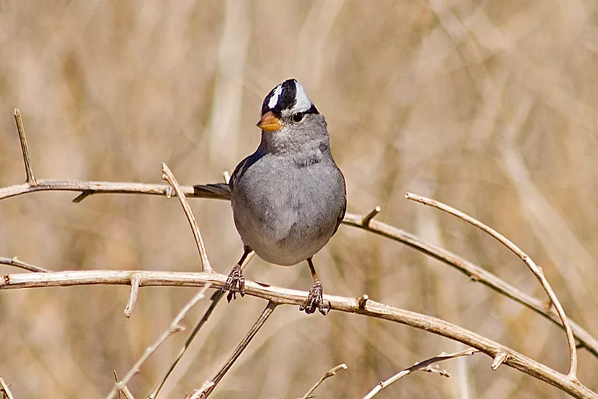 White-crowned Sparrow