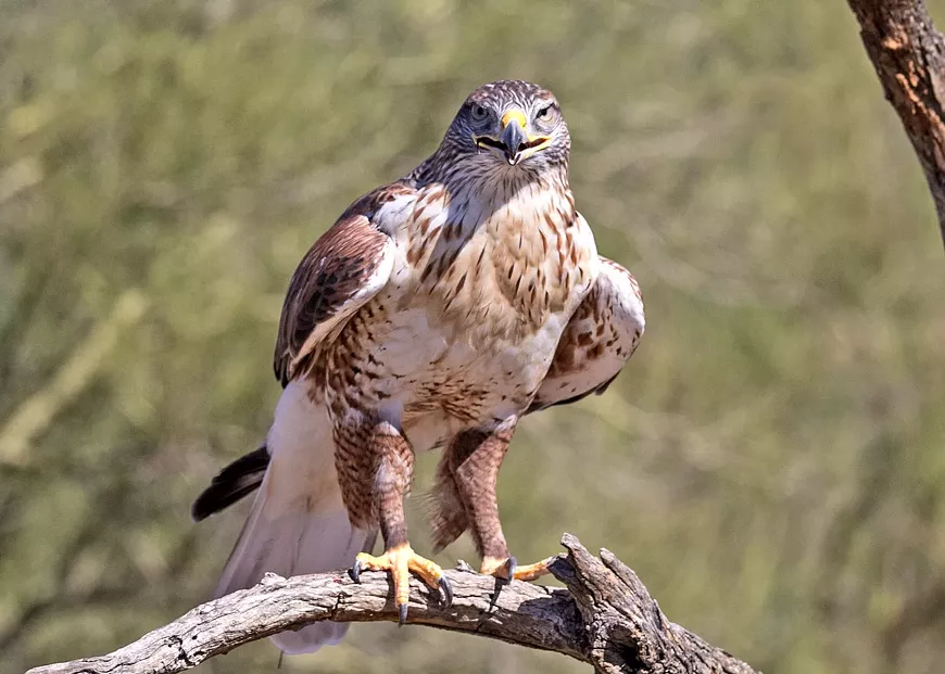 Ferruginous Hawk