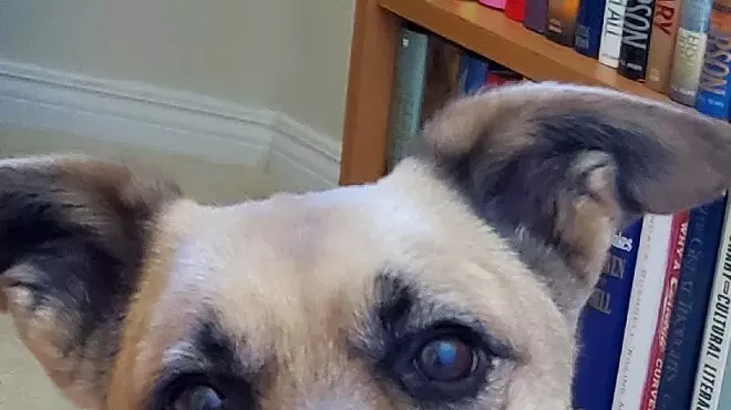 Image: All Bark and No Bites