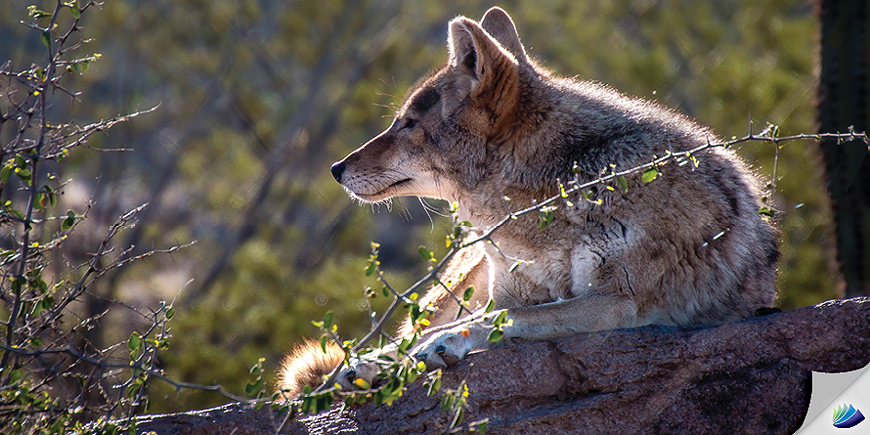 coyoterestingonrockindesert.png