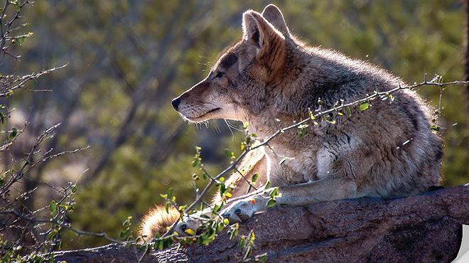 Image: Arizona-Sonora Desert Museum: Meet the Neighbors
