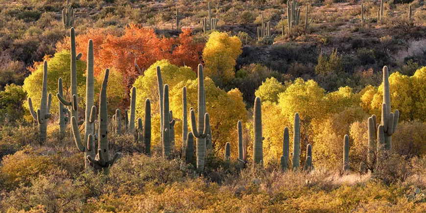 Desert Scene