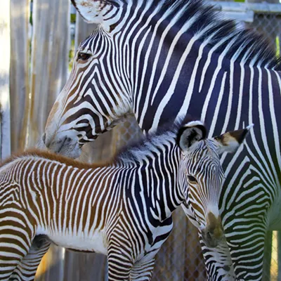 Image: Bad News at the Zoo: Baby Zebra Dies
