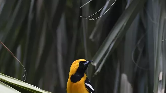 Image: Bird Walk