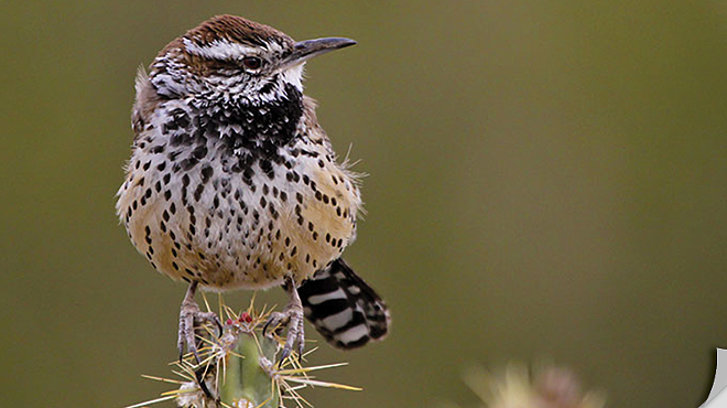 Image: Birds of the Southwest Deserts