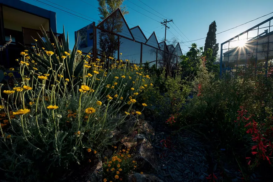 A 2 year old basin, solely watered by the rain