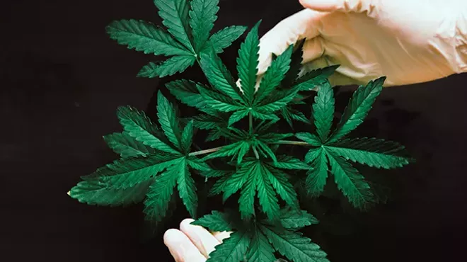 Image: Cannabis for Connoisseurs