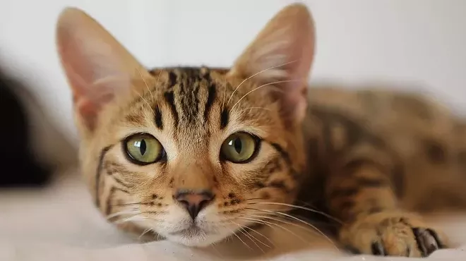Image: Cat Video Fest returns to the Loft Cinema (in-person!)
