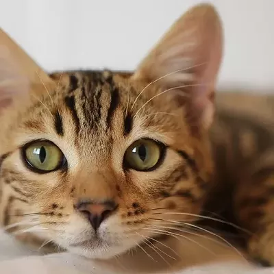 Image: Cat Video Fest returns to the Loft Cinema (in-person!)
