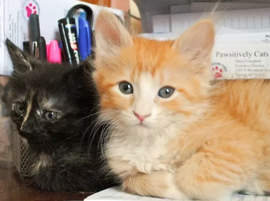 kinseykennykittens.webp