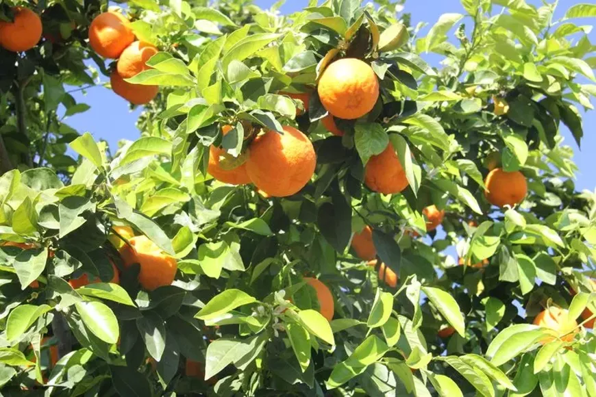 Seville Oranges